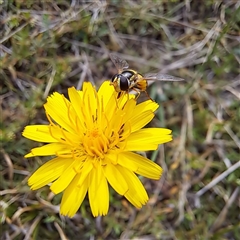 Simosyrphus grandicornis (Common hover fly) at Watson, ACT - 26 Jan 2025 by abread111