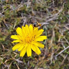 Simosyrphus grandicornis at Watson, ACT - 27 Jan 2025 10:20 AM