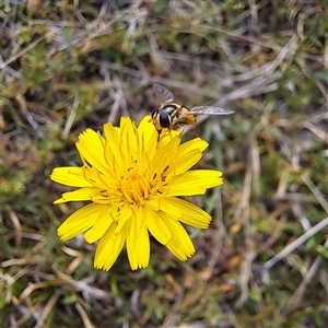 Simosyrphus grandicornis at Watson, ACT - 27 Jan 2025 10:20 AM