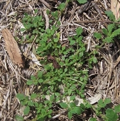 Dysphania pumilio (Small Crumbweed) at Wallaroo, NSW - 21 Jan 2025 by pinnaCLE