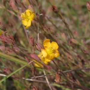 Hypericum gramineum (Small St Johns Wort) at Wallaroo, NSW by pinnaCLE