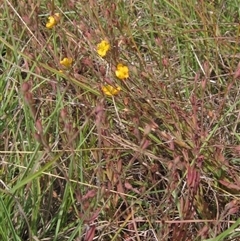 Hypericum gramineum at Wallaroo, NSW - 22 Jan 2025 10:25 AM