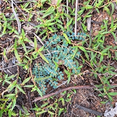 Euphorbia dallachyana (Mat Spurge, Caustic Weed) at Watson, ACT - 27 Jan 2025 by abread111