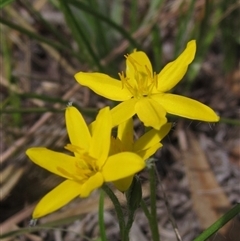 Hypoxis hygrometrica var. villosisepala (Golden Weather-grass) at Wallaroo, NSW - 21 Jan 2025 by pinnaCLE