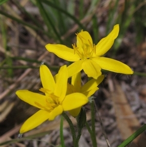 Hypoxis hygrometrica var. villosisepala (Golden Weather-grass) at Wallaroo, NSW by pinnaCLE