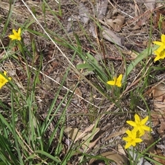 Hypoxis hygrometrica var. villosisepala at Wallaroo, NSW - 22 Jan 2025 10:30 AM