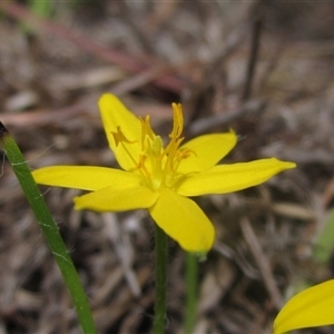 Hypoxis hygrometrica var. villosisepala at Wallaroo, NSW - 22 Jan 2025 10:30 AM