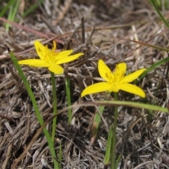 Hypoxis hygrometrica var. villosisepala at Wallaroo, NSW - 22 Jan 2025 10:30 AM