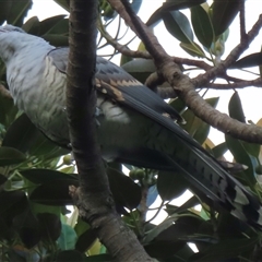 Scythrops novaehollandiae (Channel-billed Cuckoo) at Woolloomooloo, NSW - 26 Jan 2025 by RobParnell