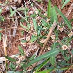 Persicaria prostrata (Creeping Knotweed) at Watson, ACT - 27 Jan 2025 by abread111