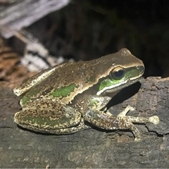 Litoria daviesae (Davies' Tree Frog) at Walcha, NSW - 25 Nov 2018 by MichaelBedingfield