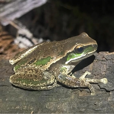 Litoria daviesae (Davies' Tree Frog) at Walcha, NSW - 25 Nov 2018 by MichaelBedingfield