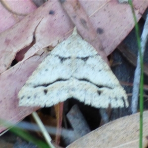 Parosteodes fictiliaria at Mount Stuart, TAS by VanessaC