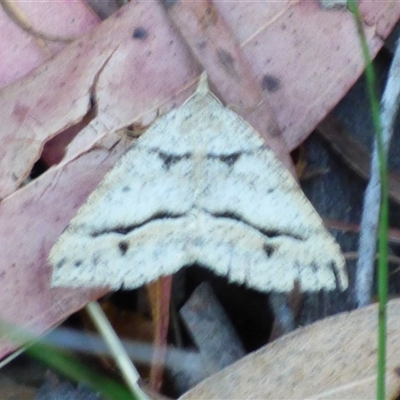 Parosteodes fictiliaria at Mount Stuart, TAS - 27 Jan 2025 by VanessaC