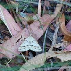 Parosteodes fictiliaria at Mount Stuart, TAS - 27 Jan 2025 07:47 PM