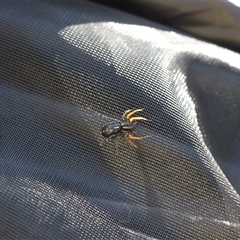 Nyssus coloripes (Spotted Ground Swift Spider) at Murray Gorge, NSW - 27 Jan 2025 by VanceLawrence