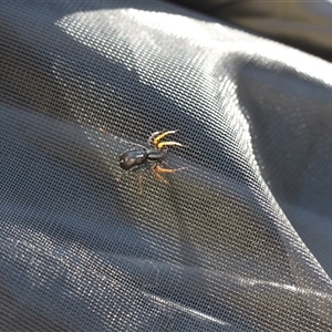 Nyssus coloripes at Murray Gorge, NSW - 27 Jan 2025 10:35 AM