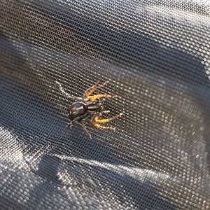 Nyssus coloripes at Murray Gorge, NSW - 27 Jan 2025 10:35 AM