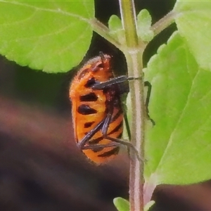 Agonoscelis rutila (Horehound bug) at Wanniassa, ACT by JohnBundock