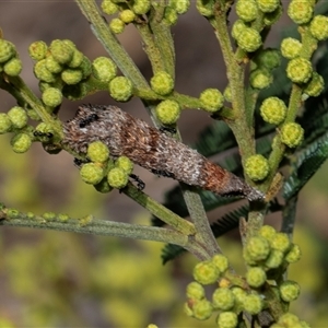 Conoeca or Lepidoscia (genera) IMMATURE at Weetangera, ACT by AlisonMilton