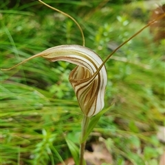 Diplodium truncatum at Forbes Creek, NSW - 27 Jan 2025 by Bubbles