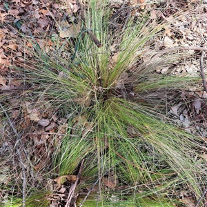 Nassella trichotoma (Serrated Tussock) at Kenny, ACT by abread111