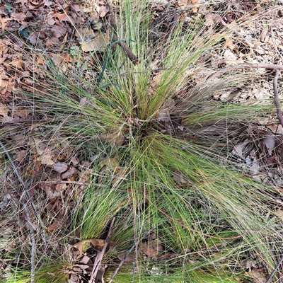 Nassella trichotoma (Serrated Tussock) at Kenny, ACT - 26 Jan 2025 by abread111