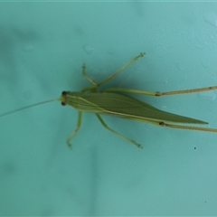 Unidentified Grasshopper (several families) at Murray Gorge, NSW - 25 Jan 2025 by VanceLawrence