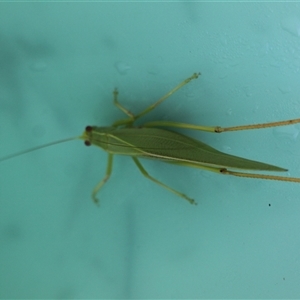 Unidentified Grasshopper (several families) at Murray Gorge, NSW by VanceLawrence