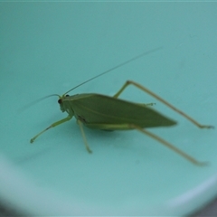 Caedicia simplex at Murray Gorge, NSW - 26 Jan 2025 07:04 AM