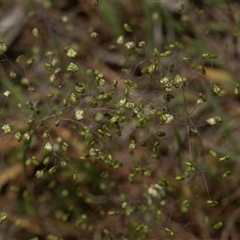 Briza minor (Shivery Grass) at Weetangera, ACT - 26 Oct 2024 by AlisonMilton