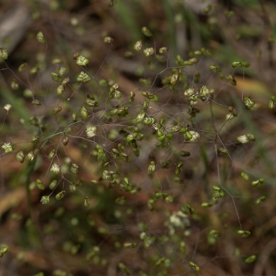 Briza minor (Shivery Grass) at Weetangera, ACT - 26 Oct 2024 by AlisonMilton