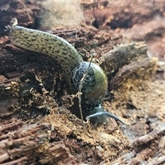 Unidentified Other Invertebrate at Tablelands, QLD - 24 Jan 2025 by WoodDuck