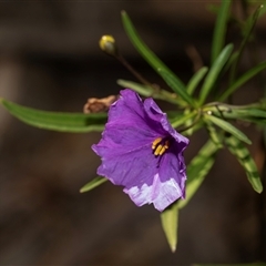 Solanum linearifolium (Kangaroo Apple) at Weetangera, ACT - 26 Oct 2024 by AlisonMilton