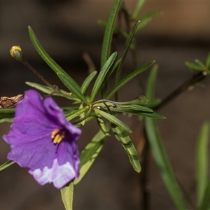 Solanum linearifolium at Weetangera, ACT - 26 Oct 2024 10:05 AM