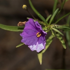 Solanum linearifolium at Weetangera, ACT - 26 Oct 2024 10:05 AM