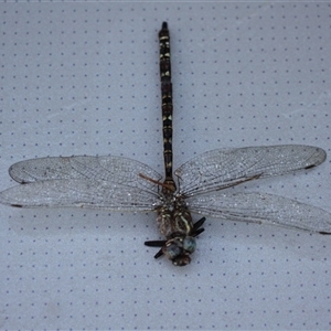 Austroaeschna unicornis at Murray Gorge, NSW by VanceLawrence