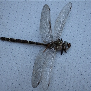 Austroaeschna unicornis at Murray Gorge, NSW - 26 Jan 2025 07:06 AM