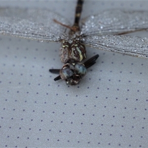 Austroaeschna unicornis at Murray Gorge, NSW - 26 Jan 2025 07:06 AM