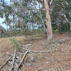 Eucalyptus globulus subsp. bicostata (Southern Blue Gum, Eurabbie) at Watson, ACT - 27 Jan 2025 by abread111