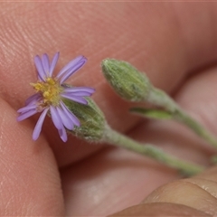 Vittadinia gracilis (New Holland Daisy) at Weetangera, ACT - 26 Oct 2024 by AlisonMilton