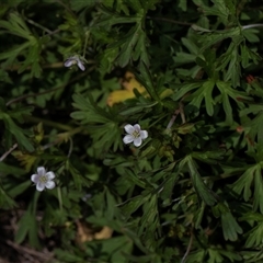 Geranium sp. Pleated sepals (D.E.Albrecht 4707) Vic. Herbarium (Naked Crane's-bill) at Weetangera, ACT - 26 Oct 2024 by AlisonMilton