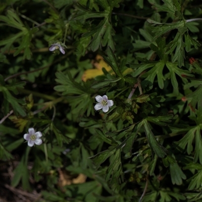 Geranium sp. Pleated sepals (D.E.Albrecht 4707) Vic. Herbarium (Naked Crane's-bill) at Weetangera, ACT - 26 Oct 2024 by AlisonMilton