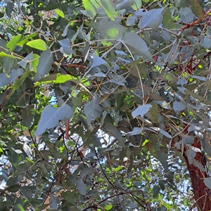 Eucalyptus cinerea at Kenny, ACT - 27 Jan 2025 10:49 AM