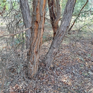 Eucalyptus cinerea at Kenny, ACT - 27 Jan 2025 10:49 AM