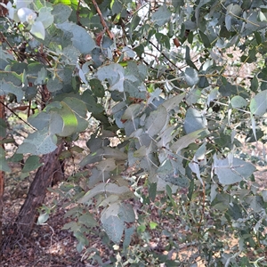 Eucalyptus cinerea at Kenny, ACT - 27 Jan 2025 10:49 AM