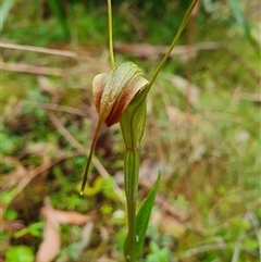 Diplodium decurvum (Summer greenhood) at Forbes Creek, NSW - 27 Jan 2025 by Bubbles