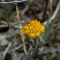 Chrysocephalum apiculatum (Common Everlasting) at Whitlam, ACT - 26 Oct 2024 by AlisonMilton