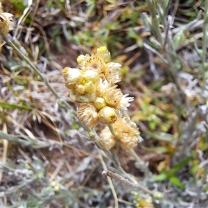 Pseudognaphalium luteoalbum (Jersey Cudweed) at Watson, ACT by abread111