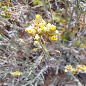 Pseudognaphalium luteoalbum at Watson, ACT - 27 Jan 2025 10:19 AM